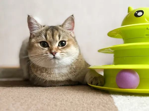 Picture of 12 Common Anxiety Meds for Cats [Vet-Approved]